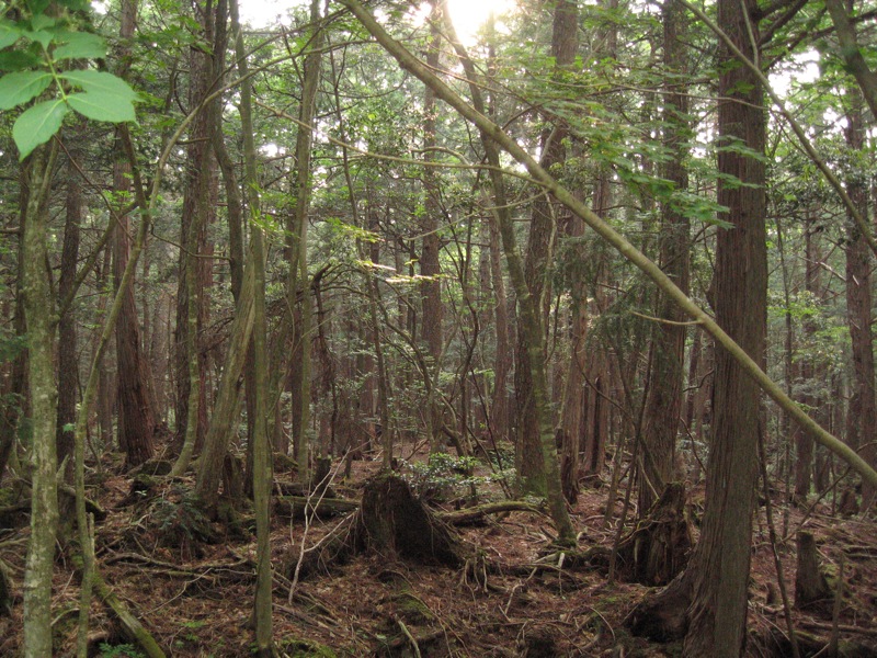Otkriva li se tajna šume AOKIGAHARA?