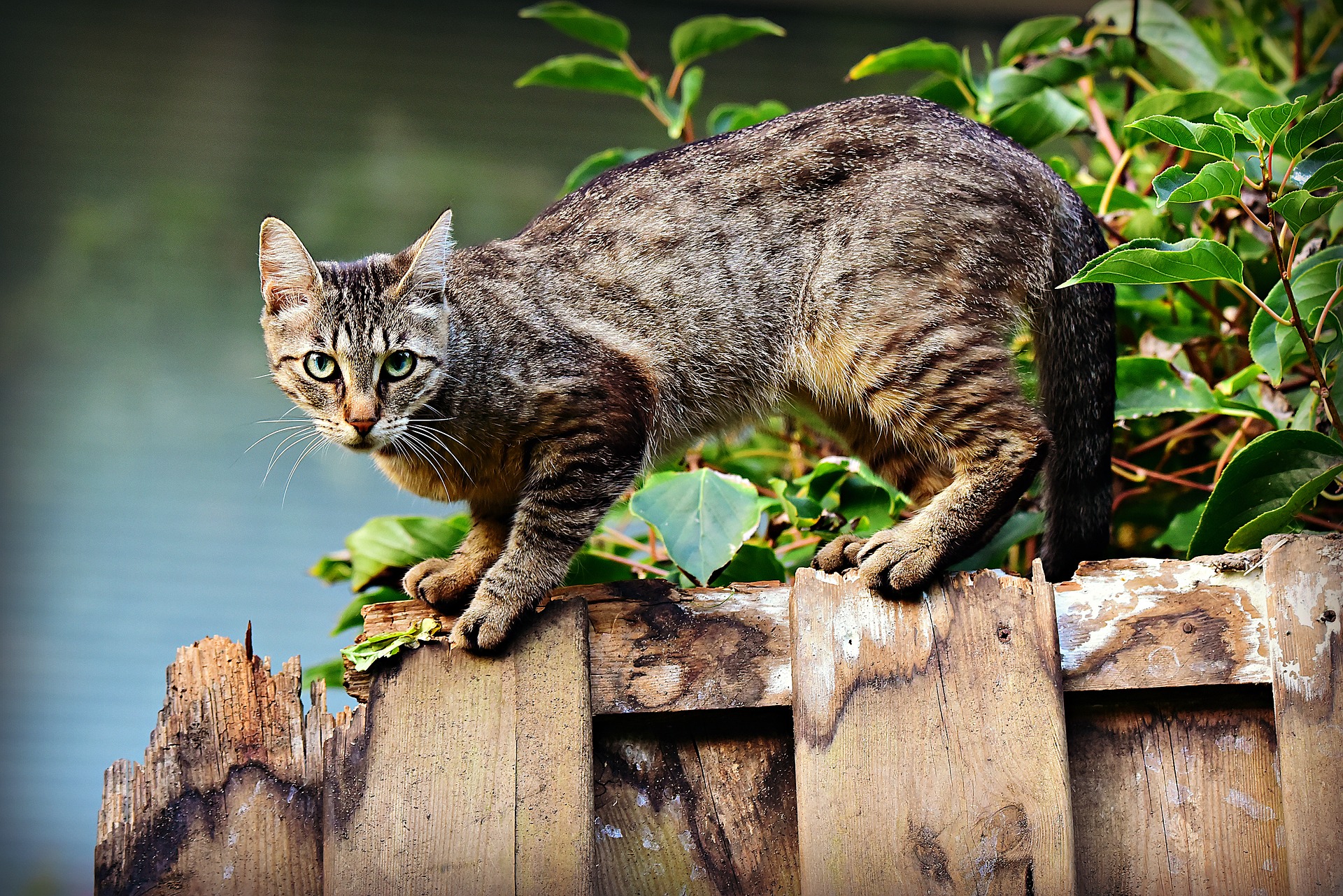Kako otjerati lutajuće mačke iz vrta?