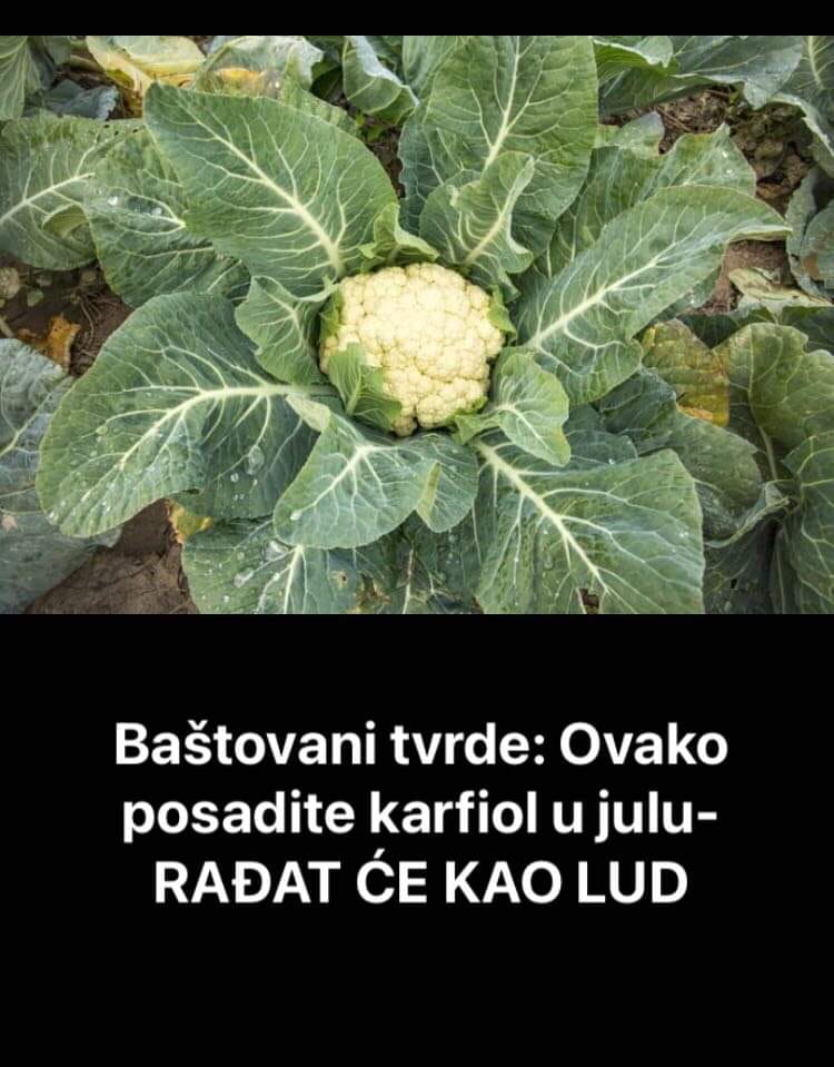 Pogledajte kako karfiol posaditi u julu da bi rađao kao lud, baštovani otkrili tajnu