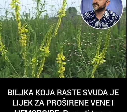 Pogledajte koja je biljka lijek za proširene vene i hemoroide, a raste svuda