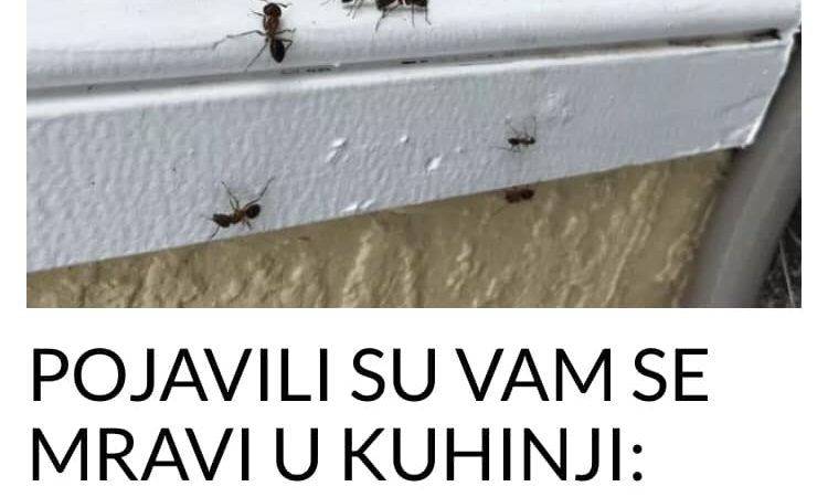 POGLEDAJTE KAKO SE RIJEŠITI MRAVA U KUHINJI