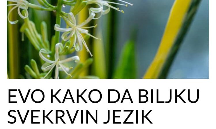 POGLEDAJTE NA OSNOVU ČEGA DA NATJERATE BILJKU SVEKRVIN JEZIK DA PROCVJETA