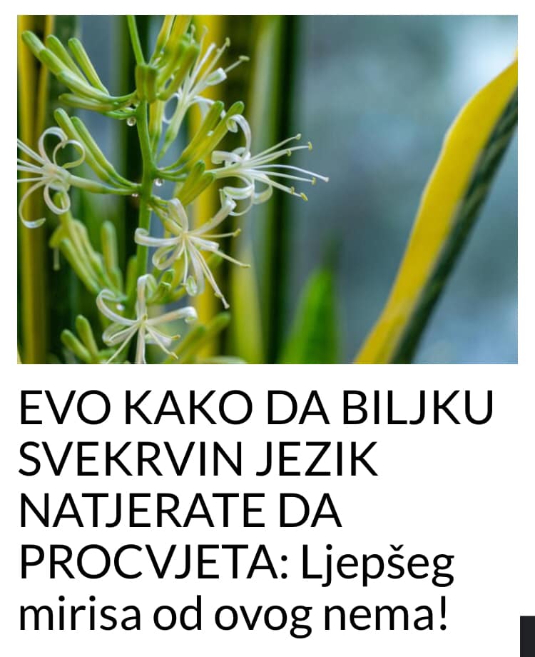 POGLEDAJTE NA OSNOVU ČEGA DA NATJERATE BILJKU SVEKRVIN JEZIK DA PROCVJETA