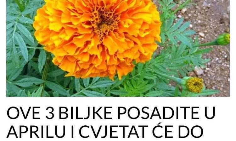 POGLEDAJTE KOJE BILJKE KOJE POSADITE U APRILU OSTAJU SVE DO JESENI