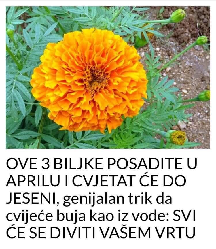 POGLEDAJTE KOJE BILJKE KOJE POSADITE U APRILU OSTAJU SVE DO JESENI