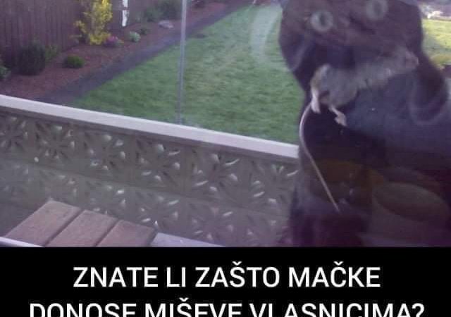 POGLEDAJTE ZBOG CEGA MACKE VLASNICIMA DONOSE MISEVE