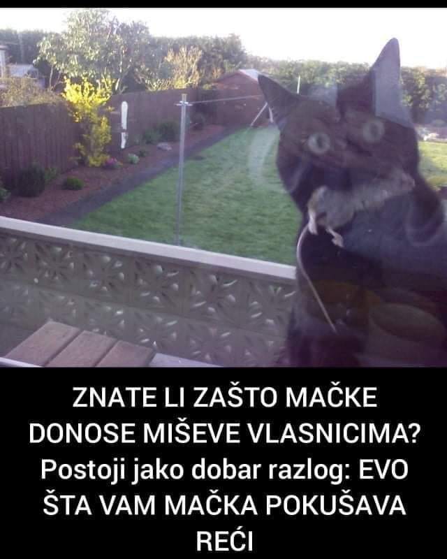 POGLEDAJTE ZBOG CEGA MACKE VLASNICIMA DONOSE MISEVE