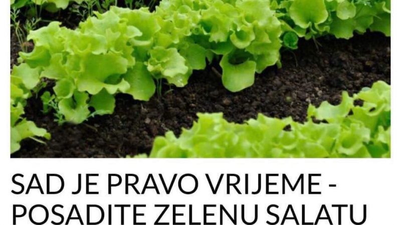 VRIJEME JE ZA ZELENU SALATU-POSADITE JE NA OVAJ NAČIN