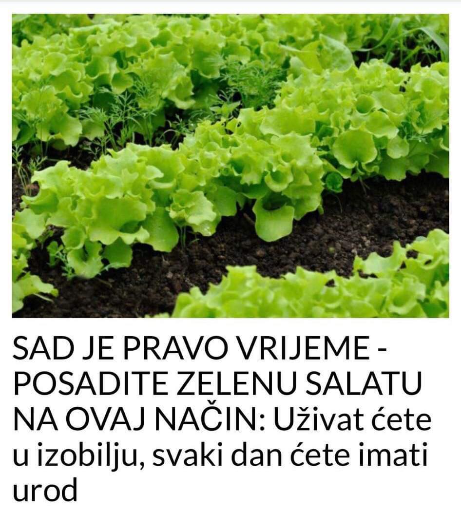 VRIJEME JE ZA ZELENU SALATU-POSADITE JE NA OVAJ NAČIN