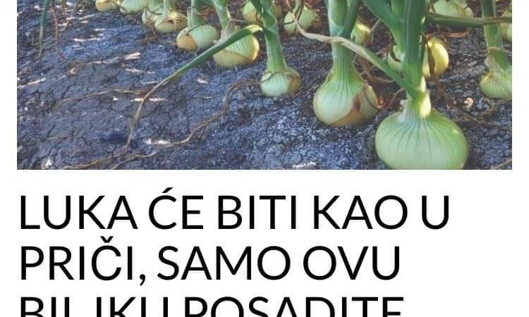 LUKA CE BITI KAO U PRICI SAMO POSADITE OVU BILJKU PORED  Niste ni svjesni kako ce se prinos Udvostrucit