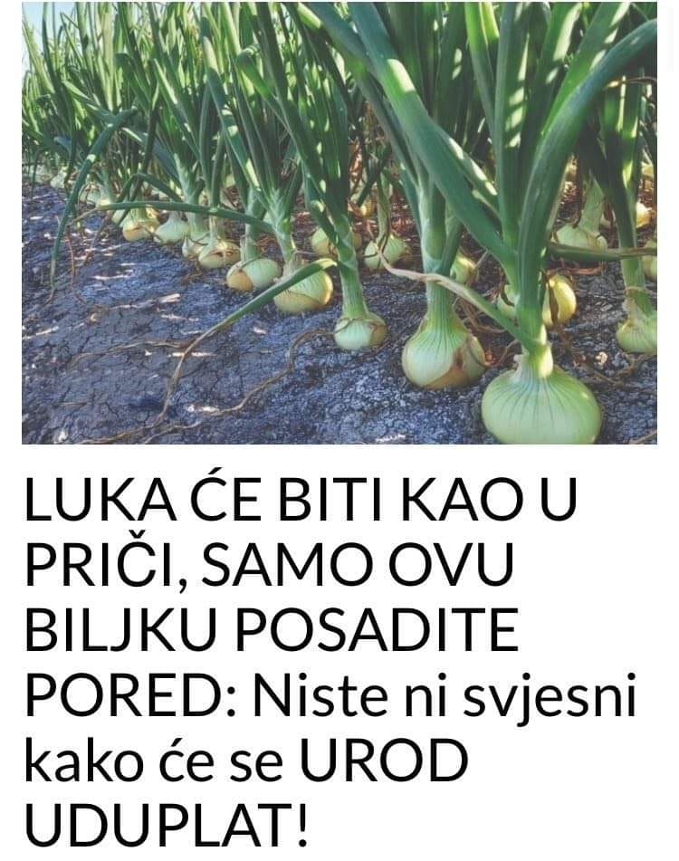 LUKA CE BITI KAO U PRICI SAMO POSADITE OVU BILJKU PORED  Niste ni svjesni kako ce se prinos Udvostrucit