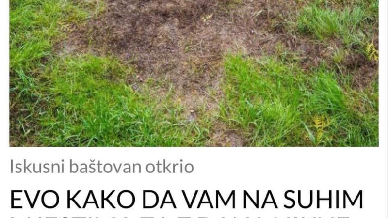 EVO KAKO DA VAM NARASTE GUSTA TRAVA NA SUHIM PODRUČJIMA ZA 7 DANA