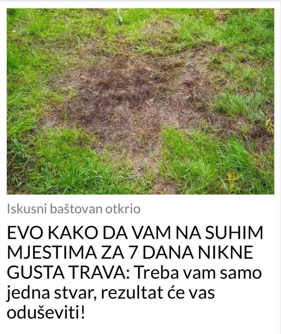 EVO KAKO DA VAM NARASTE GUSTA TRAVA NA SUHIM PODRUČJIMA ZA 7 DANA