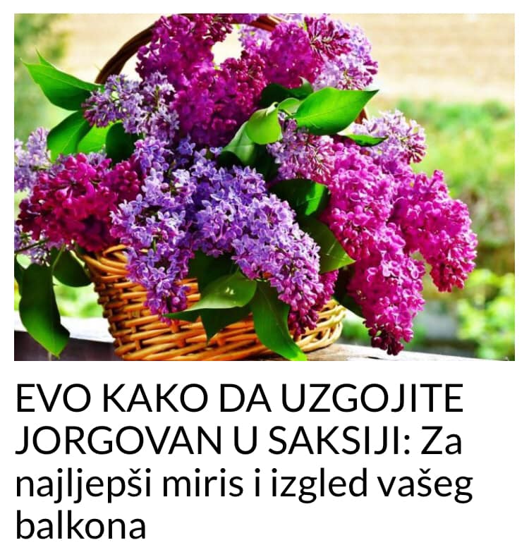 POGLEDAJTE KAKO UZGOJITI JORGOVAN U SAKSIJI