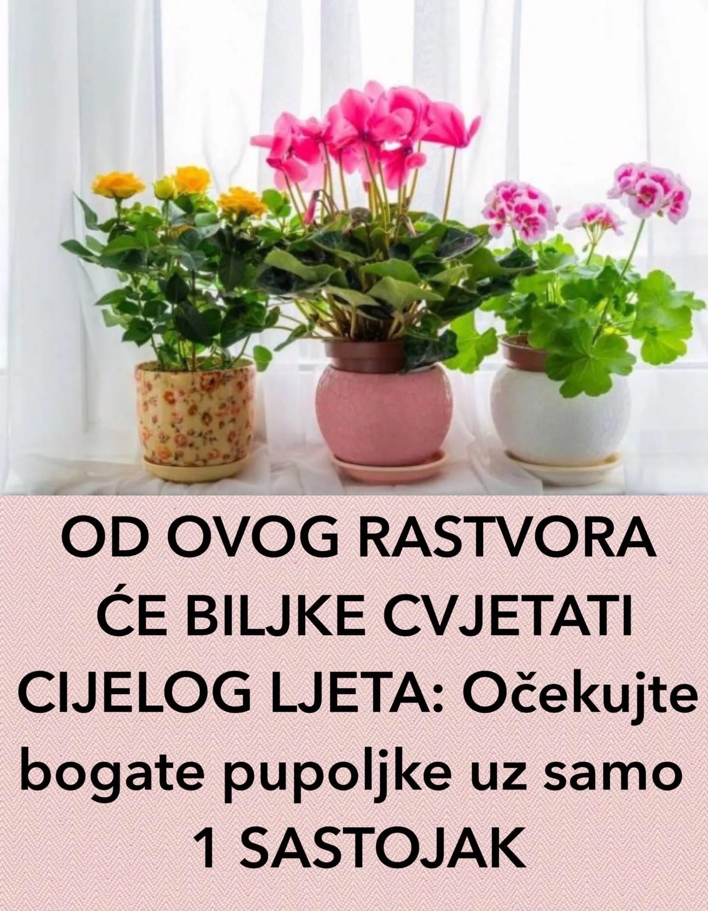 CIJELOG LJETA CE VAM BILJKE RASTI OD OVOG RASTVORA